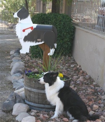 "Penny" with her Mailbox . Custom painted Border Collie Mailbox